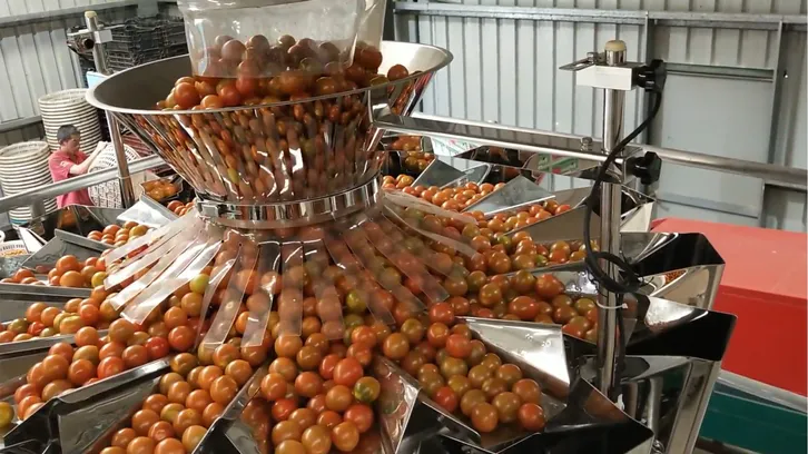 Máquina automática de embalaje de cajas para tomates.